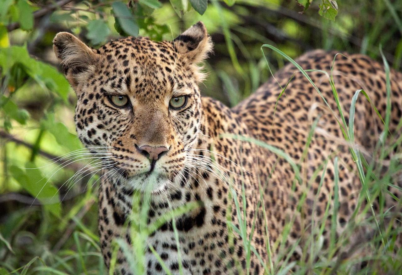 Karongwe Portfolio - Becks Safari Lodge Karongwe Game Reserve Экстерьер фото