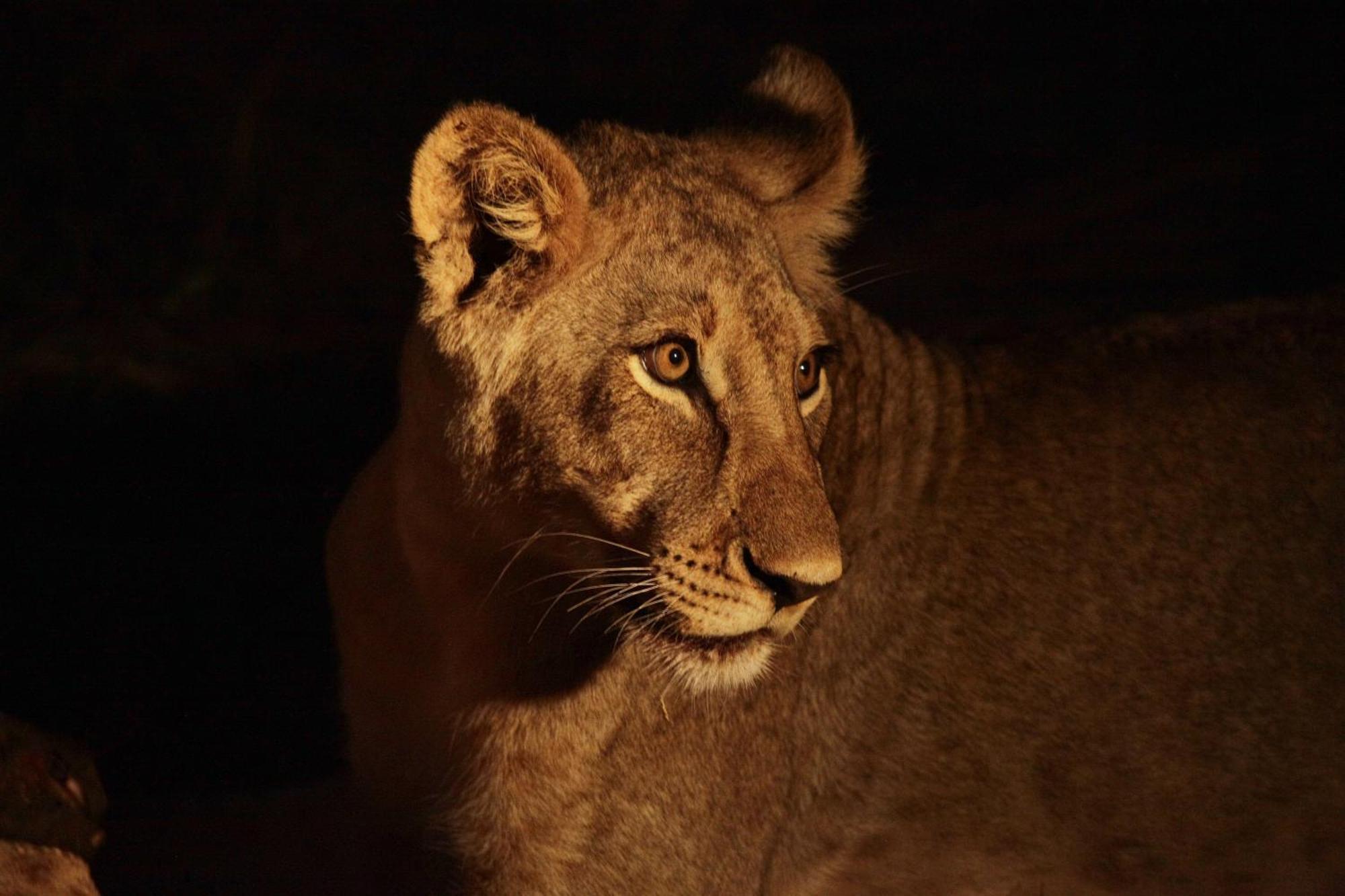 Karongwe Portfolio - Becks Safari Lodge Karongwe Game Reserve Экстерьер фото