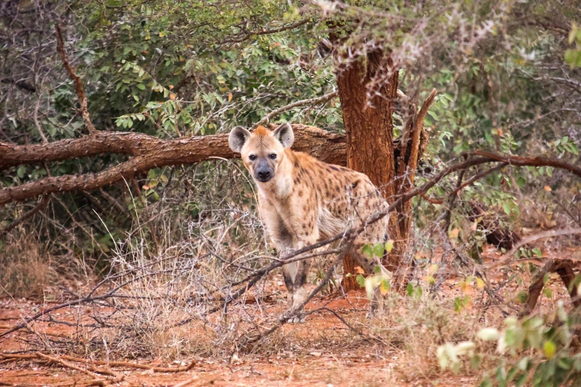 Karongwe Portfolio - Becks Safari Lodge Karongwe Game Reserve Экстерьер фото