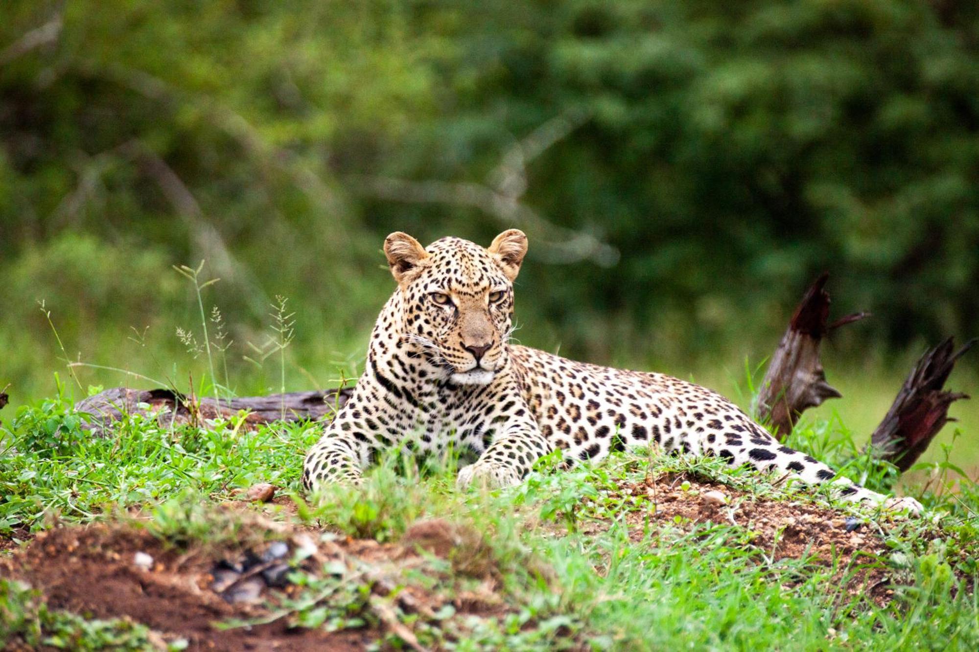 Karongwe Portfolio - Becks Safari Lodge Karongwe Game Reserve Экстерьер фото