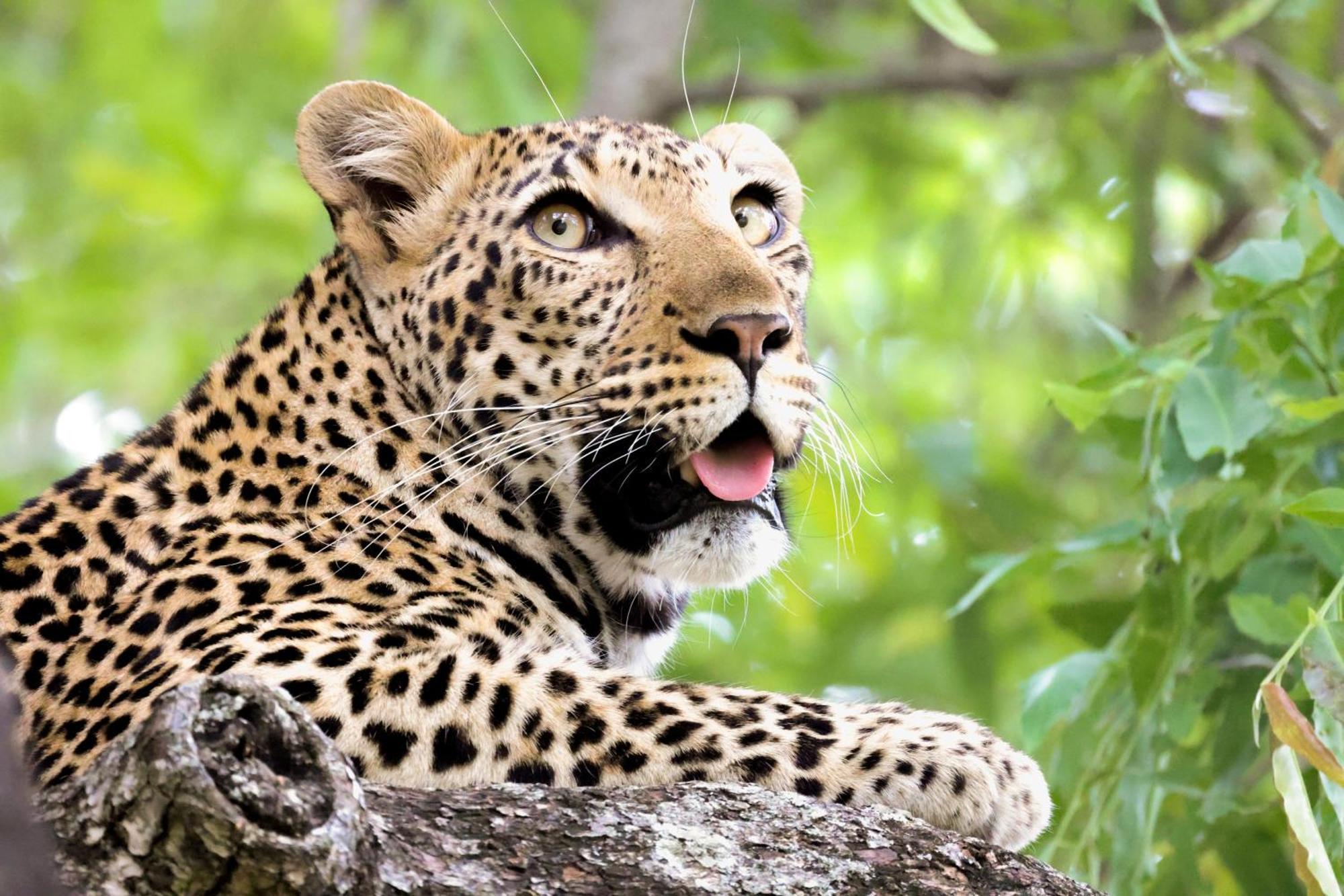Karongwe Portfolio - Becks Safari Lodge Karongwe Game Reserve Экстерьер фото